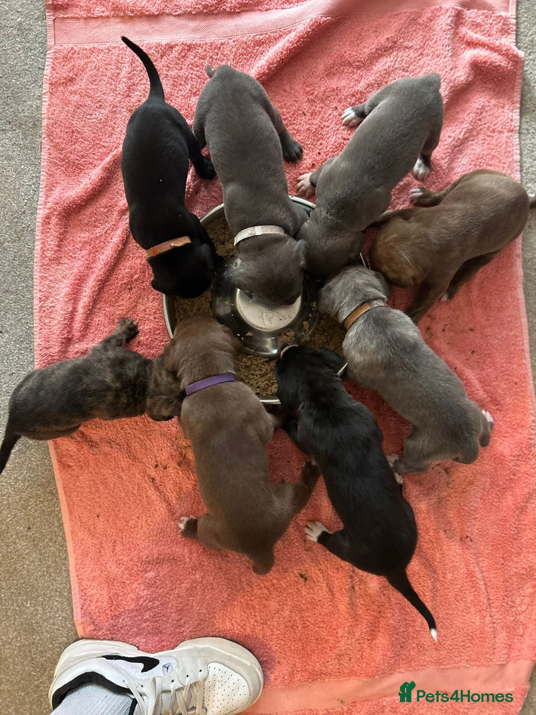 Mixed Breed dogs for sale: Rare breeding American x Bulldog x Cane Corso Pups - Image 25