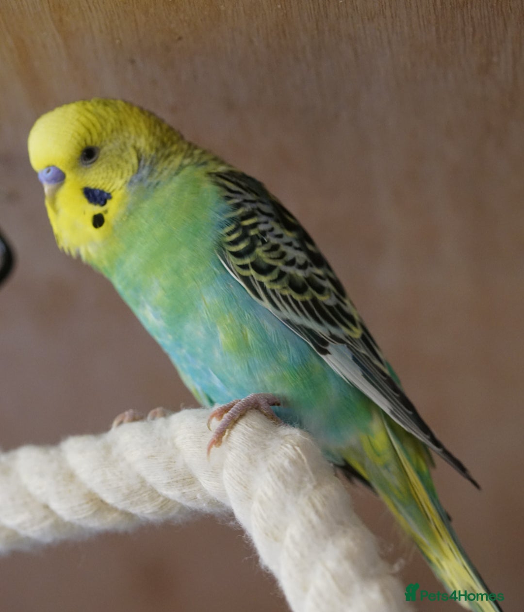 Budgerigars birds for sale: Budgies  - Advert 1