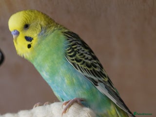 Budgerigars birds Budgies - Advert 1