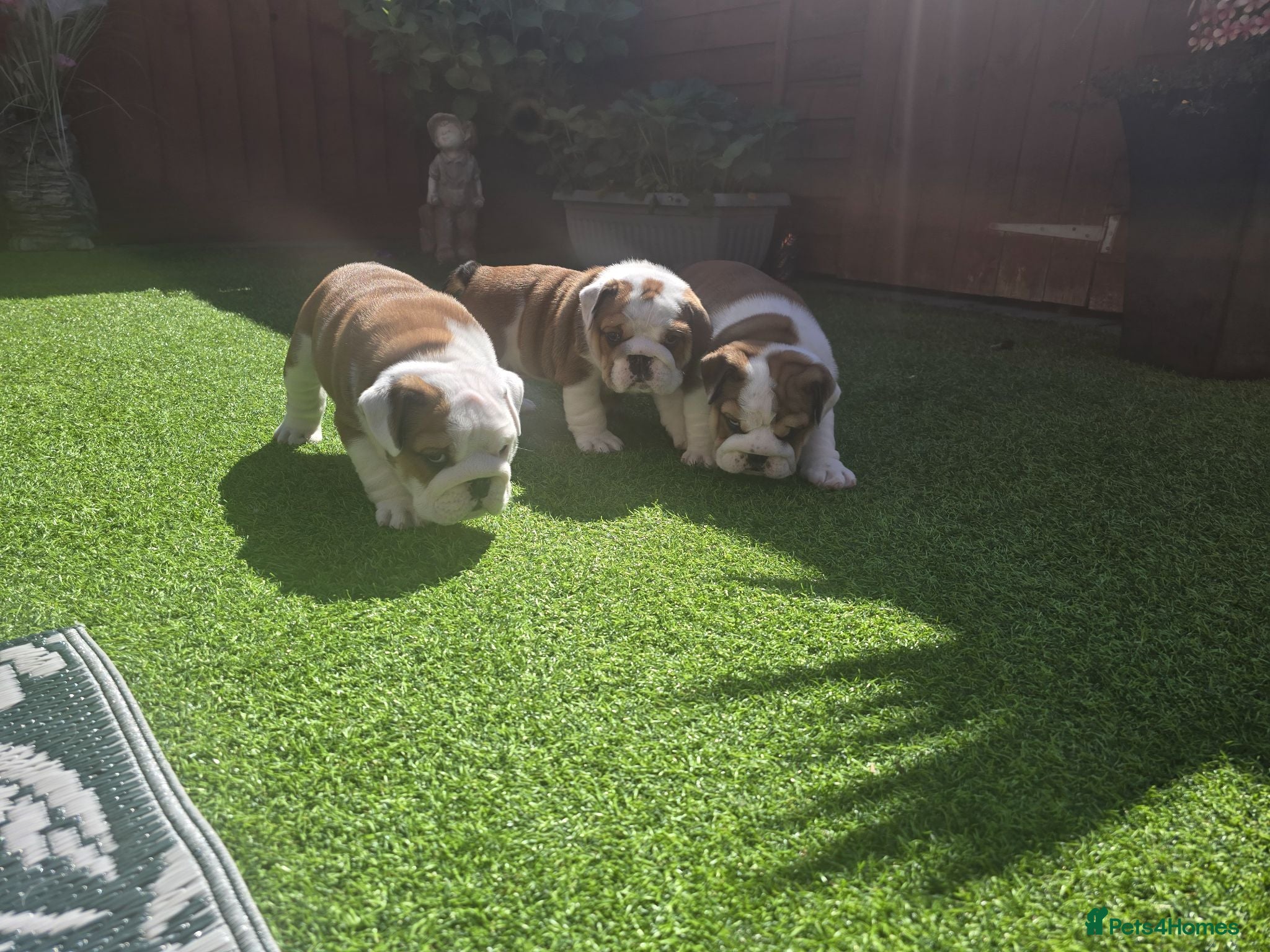 English Bulldog dogs 🐾 Beautiful KC Reg English Bulldog Puppies 🐶 - Advert 1