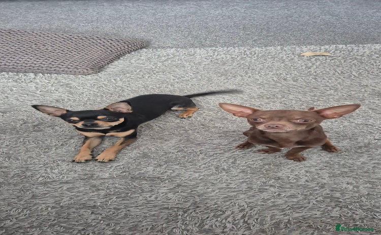 Chihuahua dogs - Advert 14