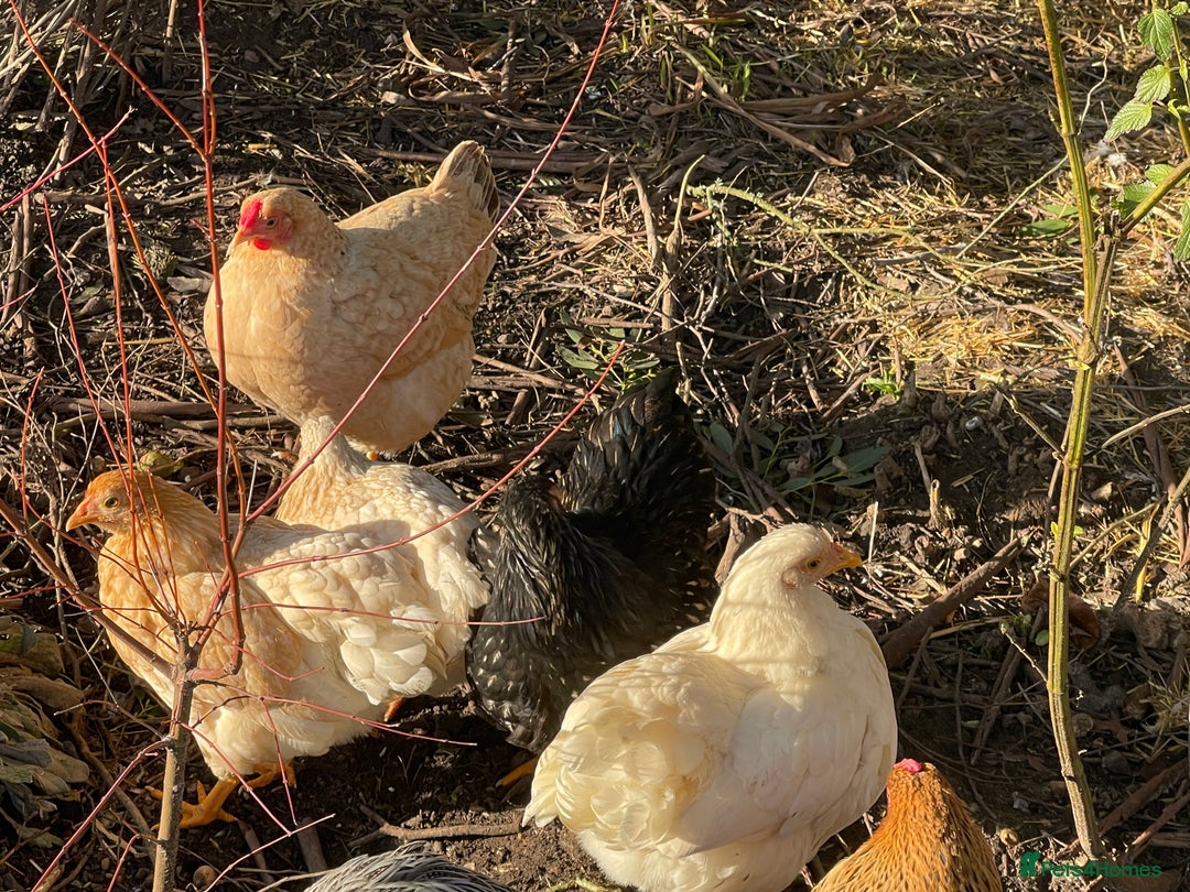 Chickens poultry for sale: BANTAM WYANDOTTE HENS, HATCHED SUMMER ‘25 - Advert 7