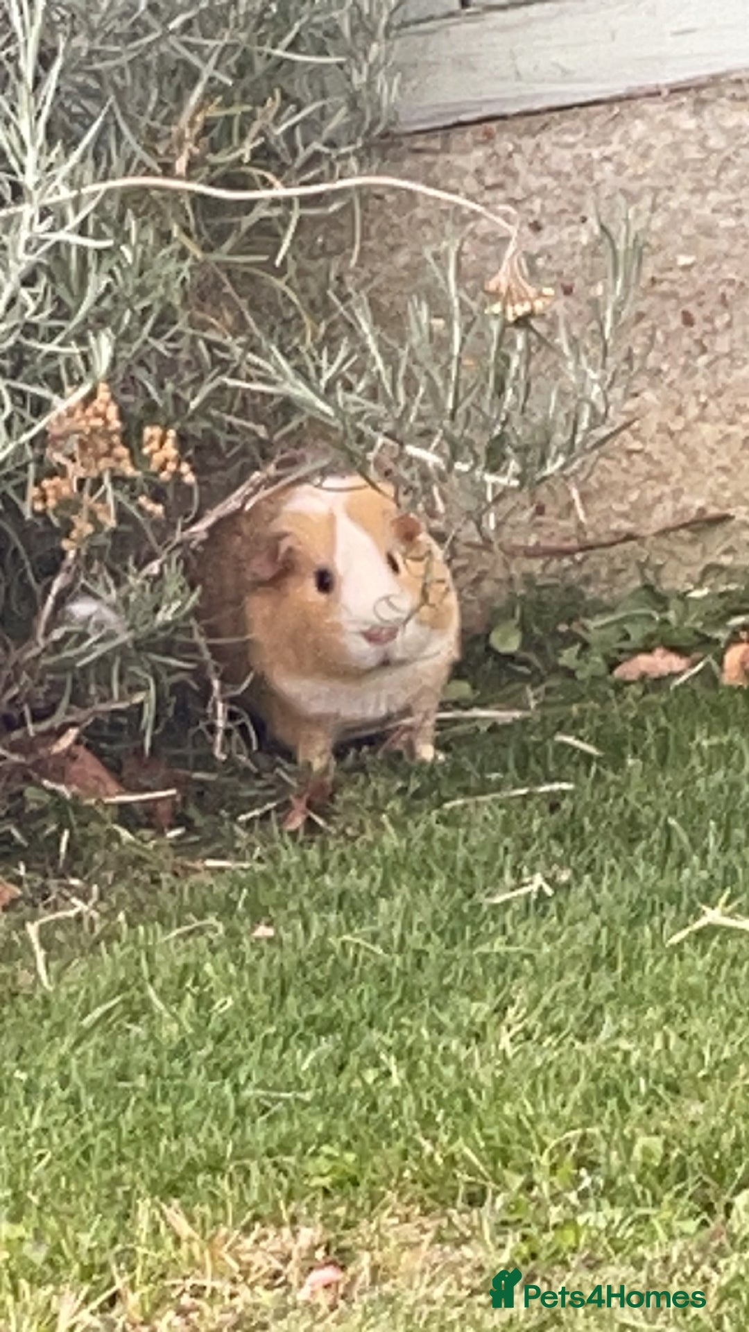 Guinea Pig rodents for sale: 2 male guinea pigs with cage  - Advert 9
