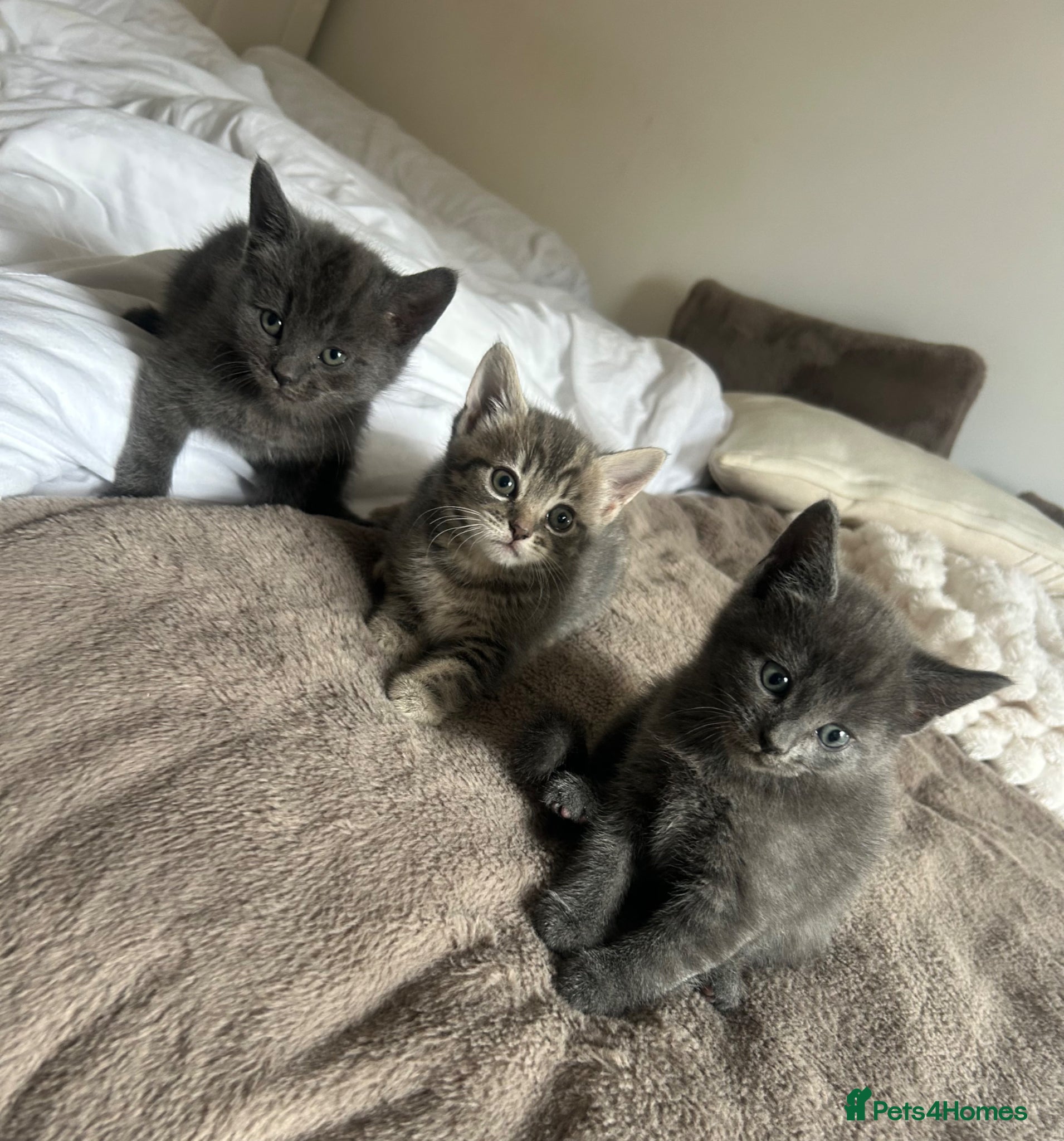 Mixed Breed cats Beautiful kittens  - Advert 2