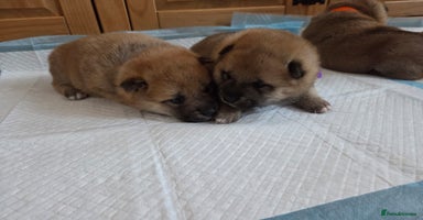 Japanese Shiba Inu dogs Puppy Shiba inu female - Advert 4