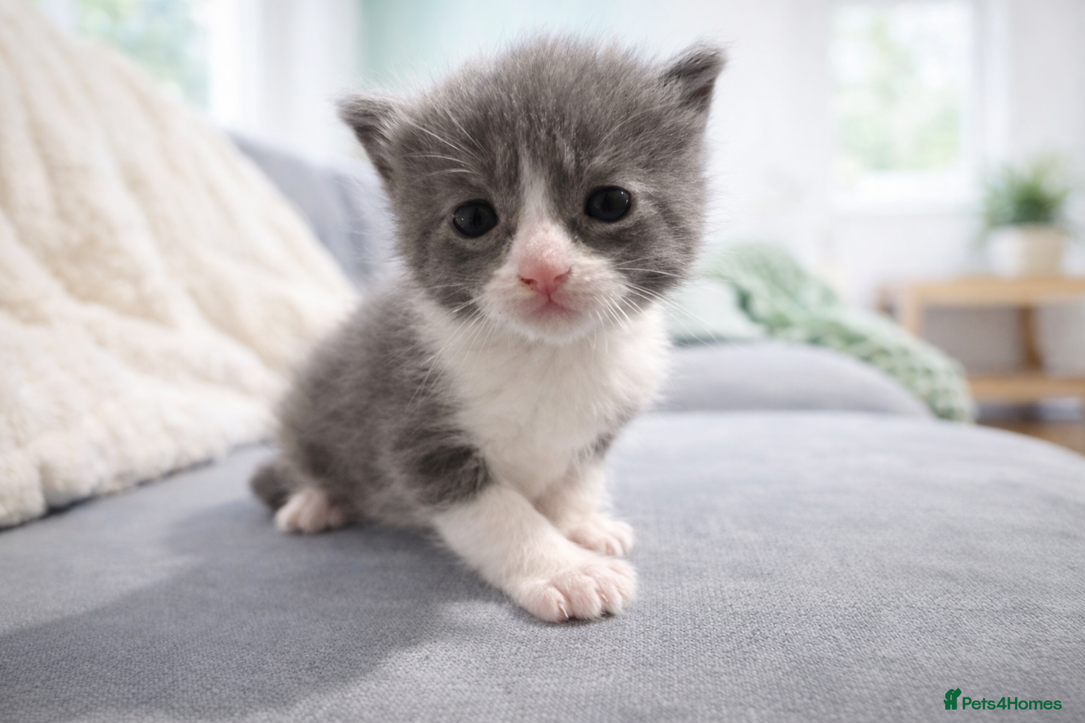 Mixed Breed cats 🐾 Adorable Kittens Looking for Loving Homes 🐾 - Advert 1