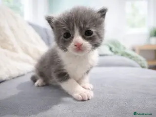 Mixed Breed cats 🐾 Adorable Kittens Looking for Loving Homes 🐾 - Advert 1