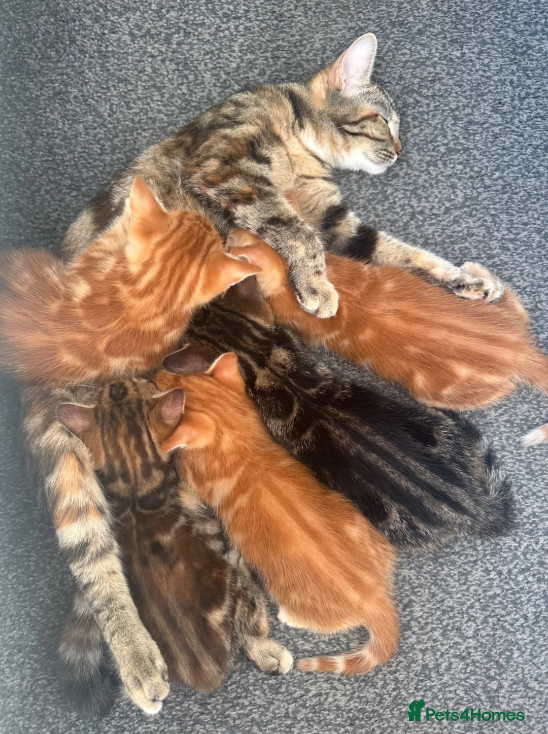 Mixed Breed cats for sale: 4 beautiful kittens  - Advert 1