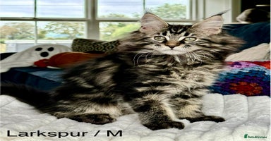 Maine Coon cats - Advert 2