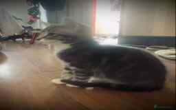 Mixed Breed cats for sale: Little ones are looking for home - Image 14