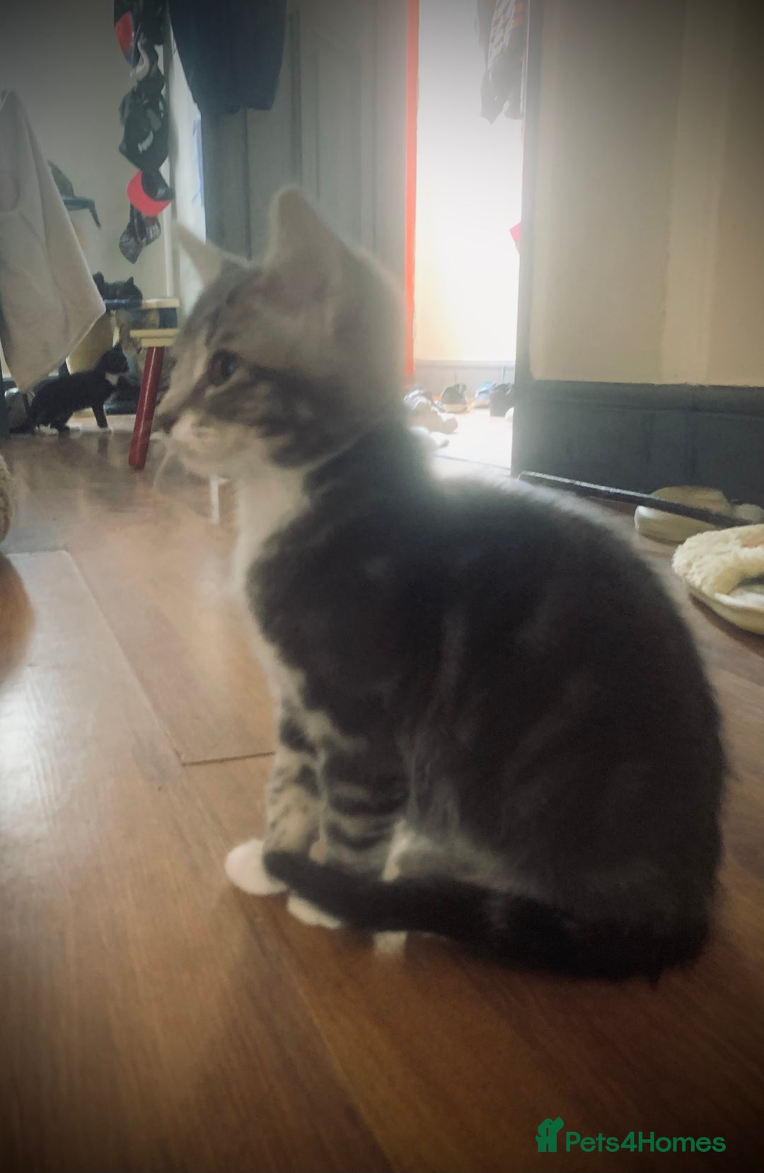 Mixed Breed cats for sale: Little ones are looking for home - Image 14