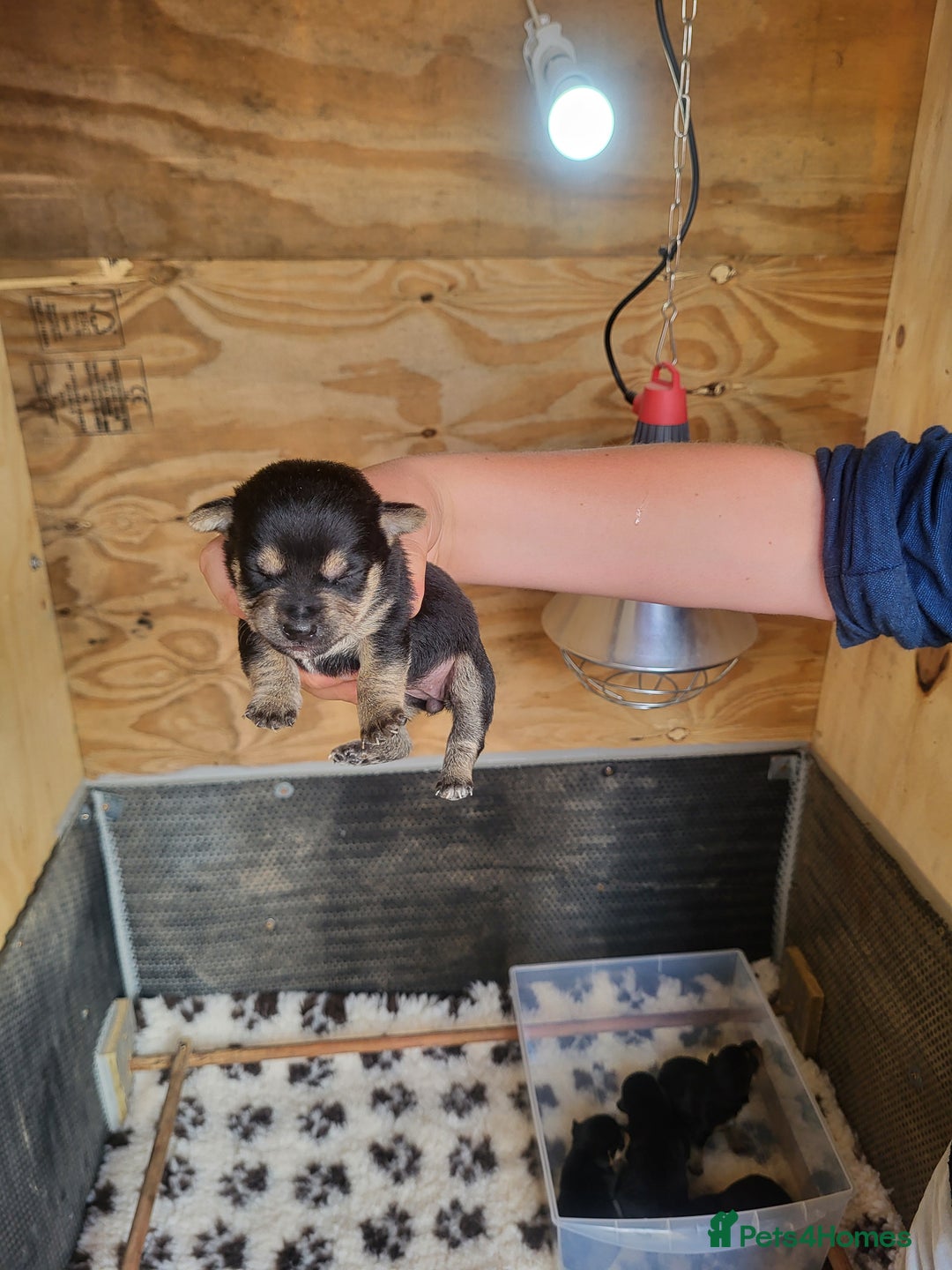 Jack Russell dogs for sale: Black and tan jack Russell puppies  - Image 4