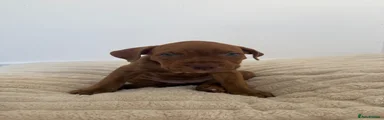 Mixed Breed 7