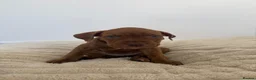 Mixed Breed dogs for sale: Ready now! staffy x cane corso x american bulldog - Advert 17