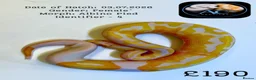 Python Snake reptiles for sale: Ball Pythons for Sale - Advert 3