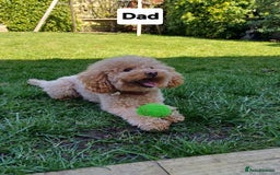 Toy Poodle dogs for sale: Charming Toy Poodle Puppies - Image 36