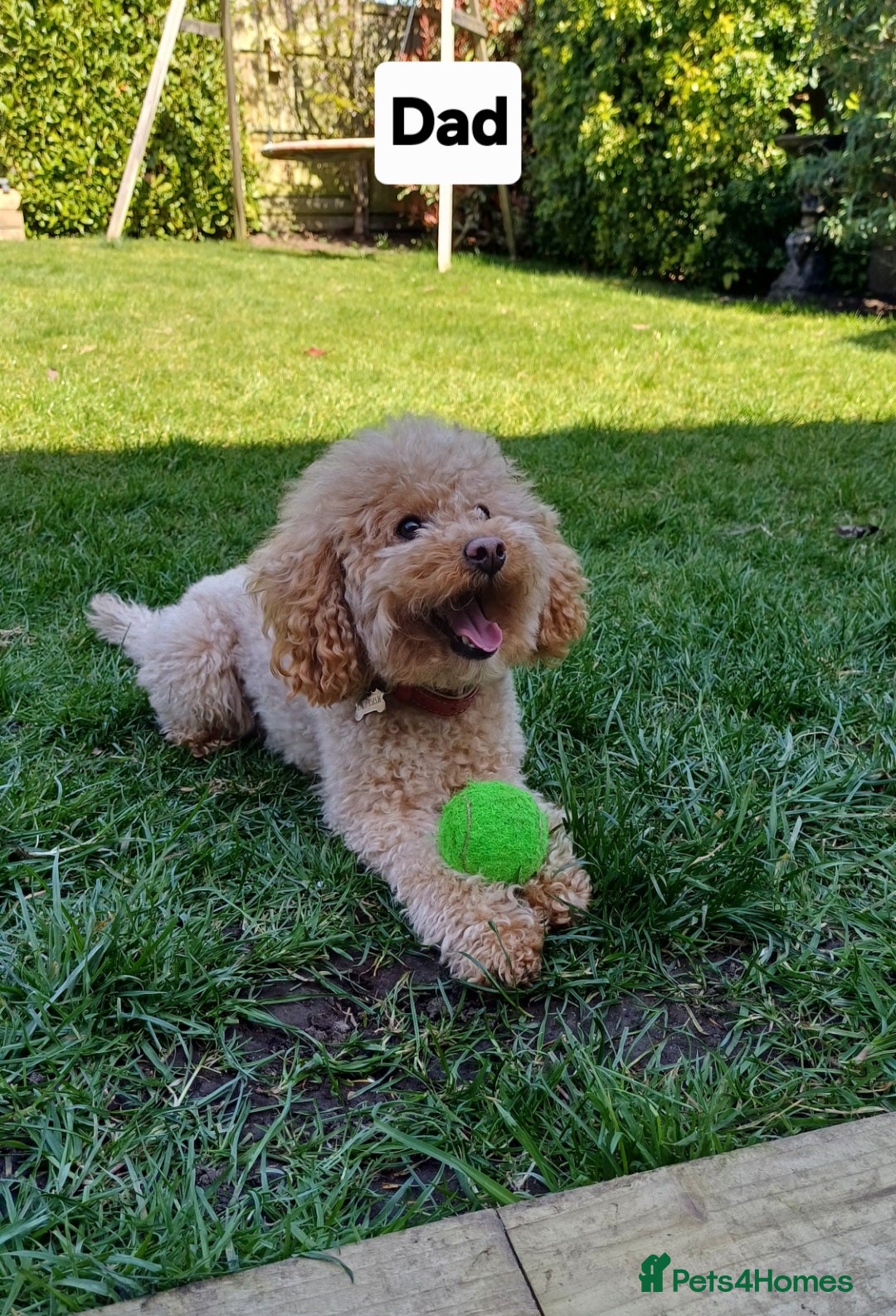 Toy Poodle dogs for sale: Charming Toy Poodle Puppies - Image 36