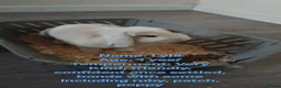 Mini Lop rabbits for sale: 9 bunnies available  - Advert 5