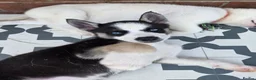 Huskita dogs for sale: Puppies for sale - Advert 16