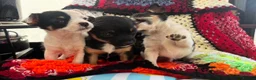 Mixed Breed dogs for sale: Jack Russell x - Advert 4