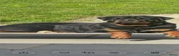 Rottweiler dogs for sale: Amazing Rottweiler litter of 12, 5 girls 7 boys  - Advert 14