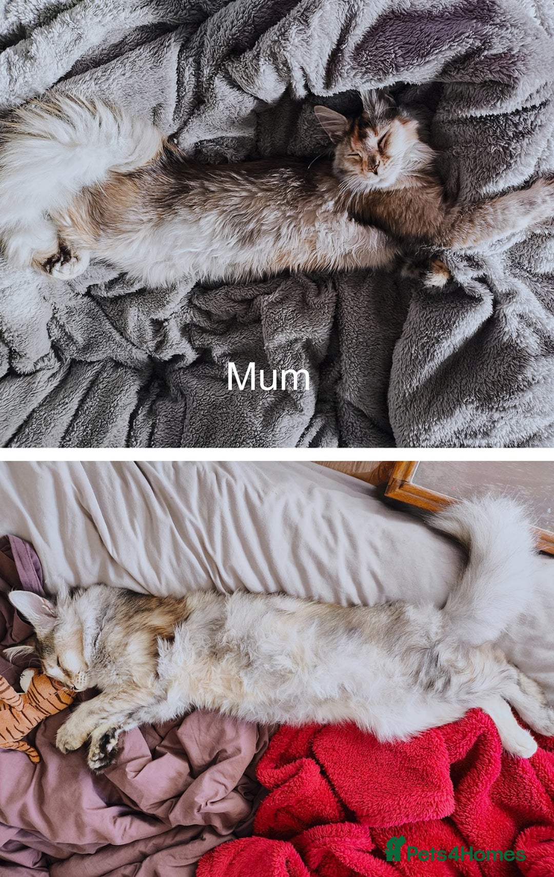 Maine Coon cats for sale: Maine coon kittens champion lines, DNA health test - Image 6