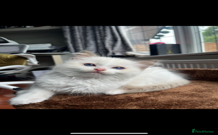 Ragdoll cats - Advert 4