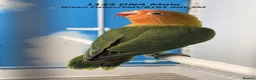 Lovebirds birds for sale: All MALE lovebird Age 4 to 6 Months - Advert 5