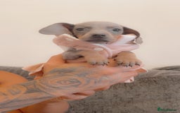 Dachshund dogs for sale: Dachshund puppies sausage dogs  - Image 6