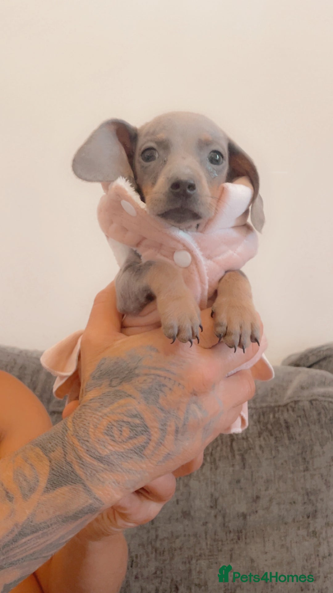 Dachshund dogs for sale: Dachshund puppies sausage dogs  - Image 6