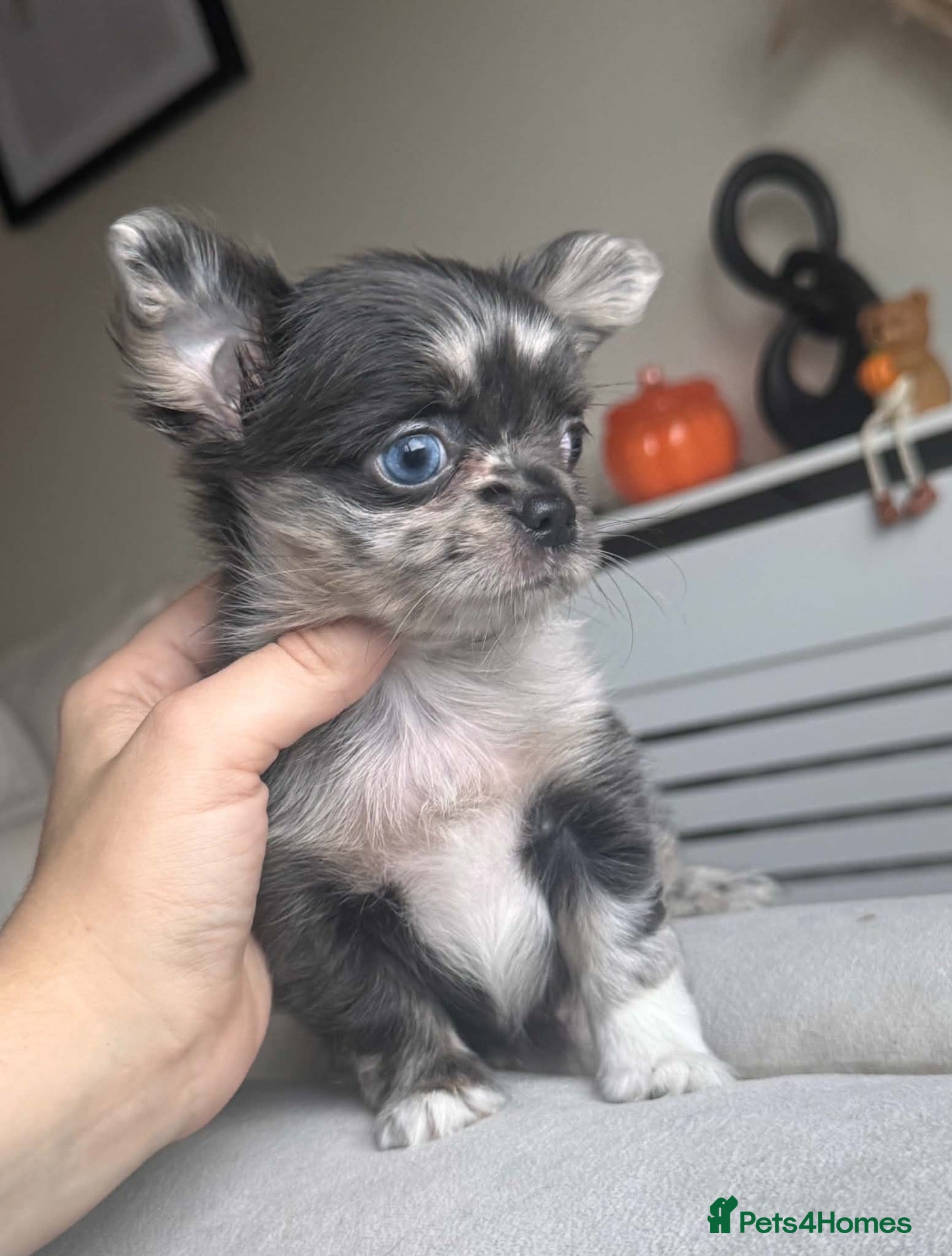 Chihuahua dogs for sale: Beautiful Longhair Chihuahuas  - Advert 1