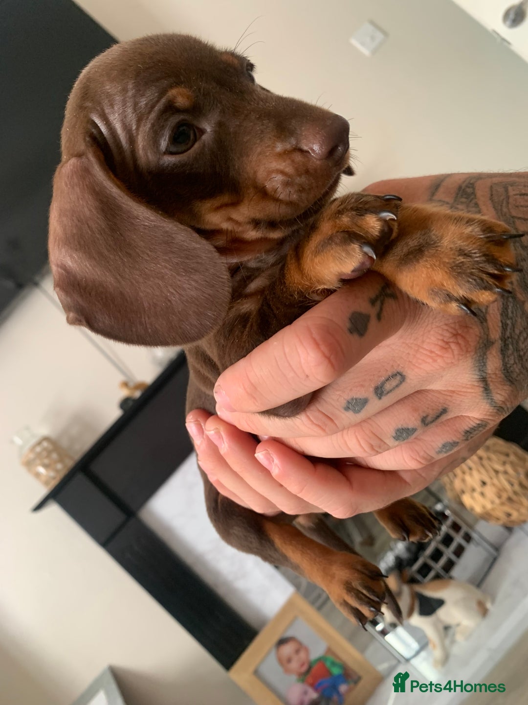 Dachshund dogs for sale: Dachshund puppies for sale  - Image 5
