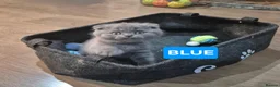 Scottish Fold cats for sale: 🐾 Beautiful Scottish Fold Kittens – £500 Each 🐾 - Advert 6
