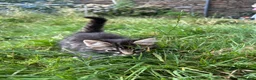 Mixed Breed cats for sale: Farm Kittens - Ready Now!  - Advert 4
