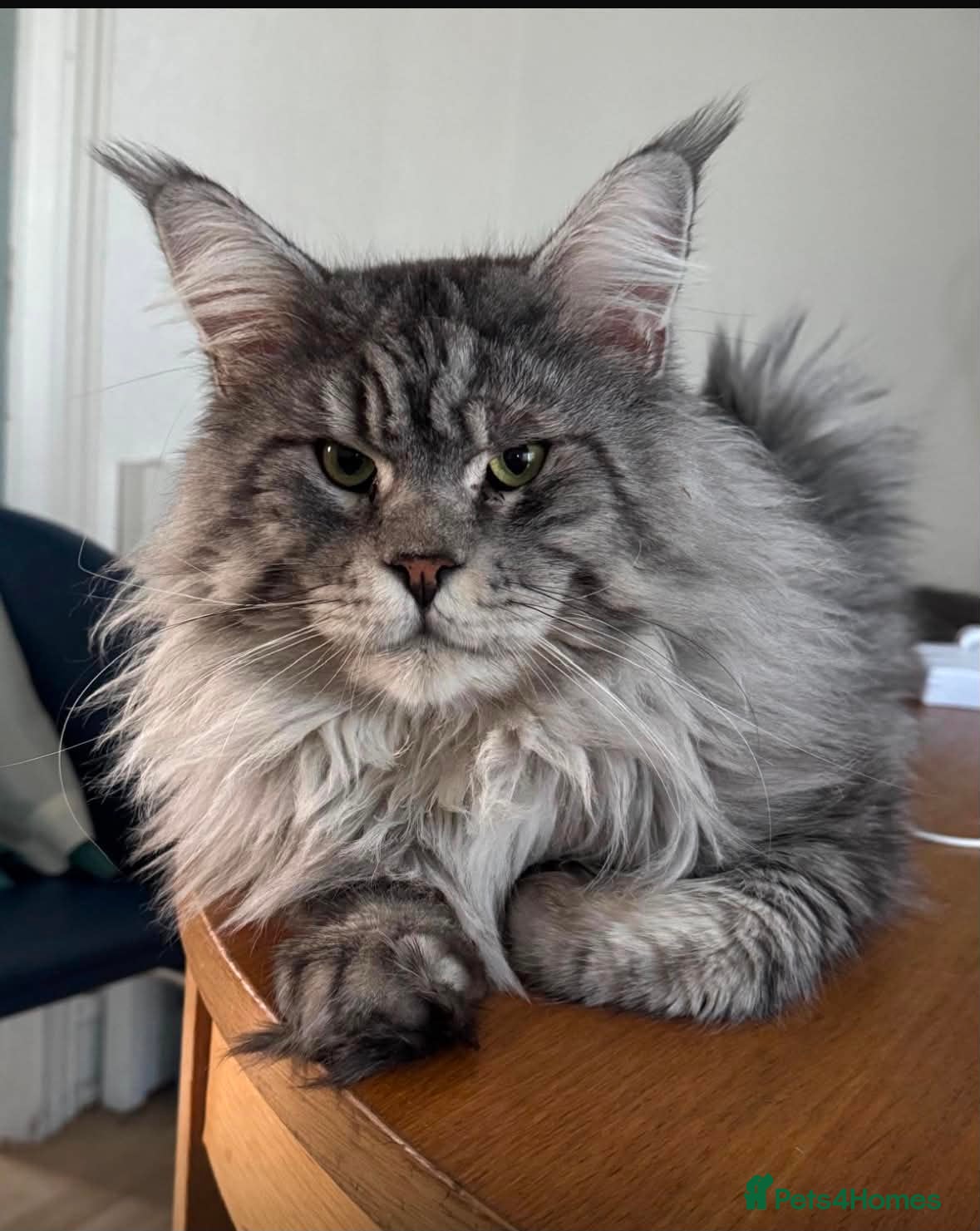 Maine Coon cats Maine Coon purebred Active female - Advert 8