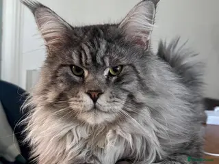 Maine Coon cats Maine Coon purebred Active female - Advert 8
