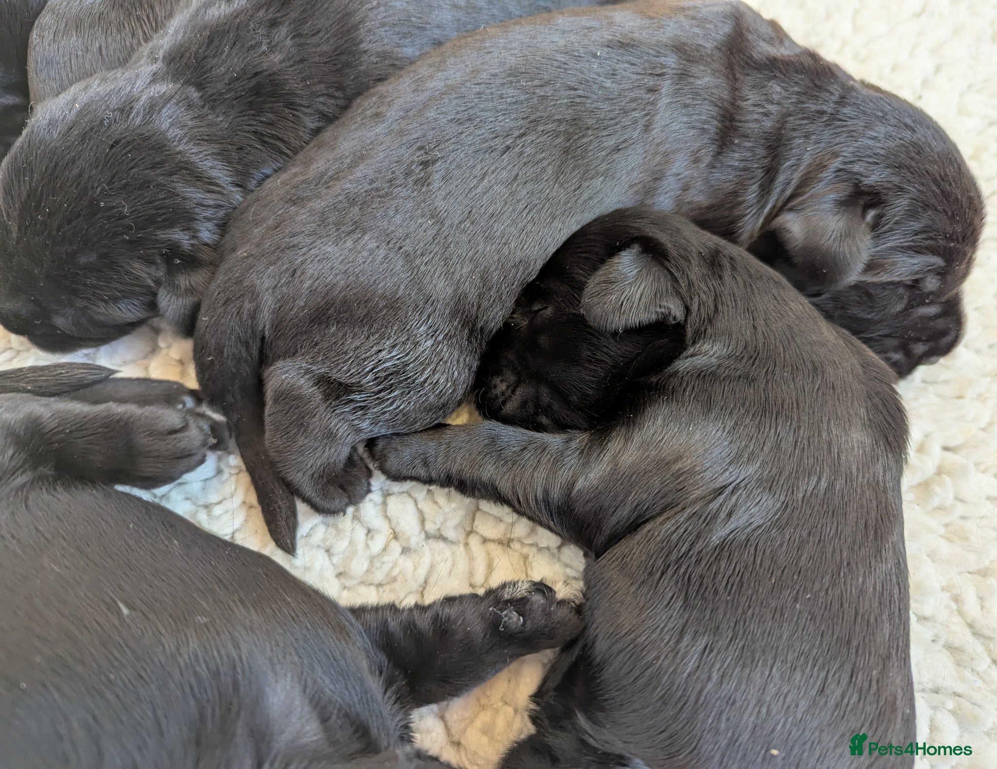 Giant Schnauzer dogs Health Tested Black Giant Schnauzer Pups  - Advert 2