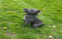 Staffordshire Bull Terrier dogs for sale: Last Stunning girl  - Image 11