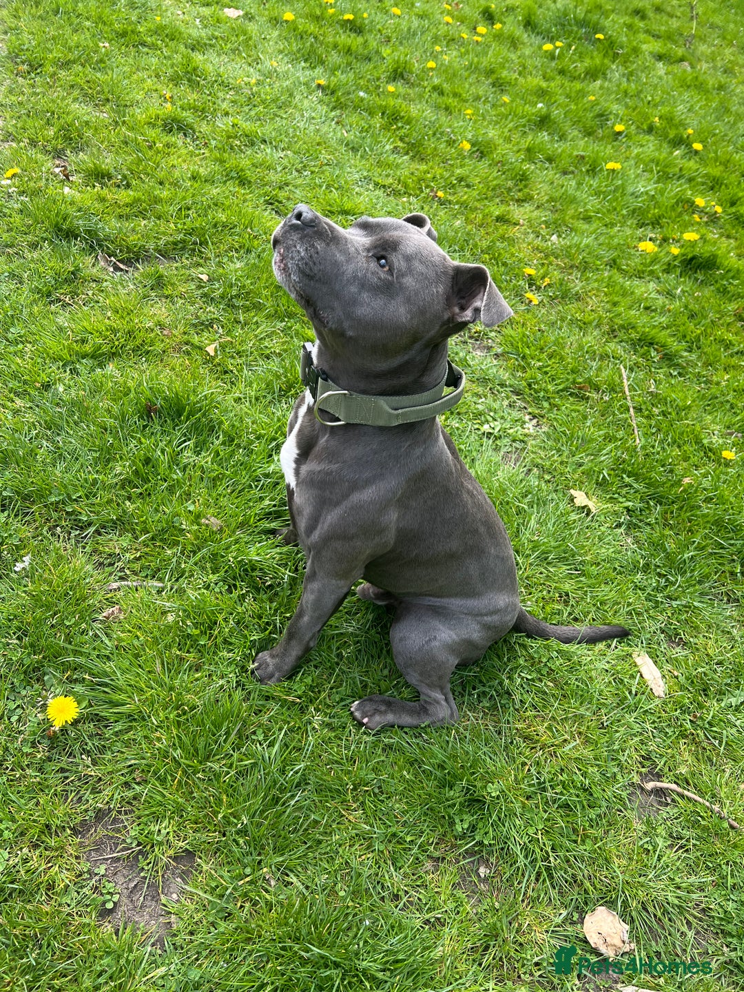 Staffordshire Bull Terrier dogs for sale: Last Stunning girl  - Image 11