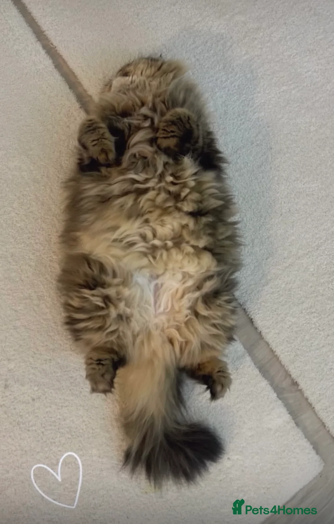 Persian cats for sale: ⭐️Dark Tabby Persian Female For Sale  - Advert 2