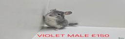 Chinchilla rodents for sale: STUNNING BABIES CHINCHILLA MIX COLOURS AND GENDER  - Advert 9