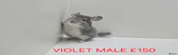 Chinchilla rodents for sale: STUNNING BABIES CHINCHILLA MIX COLOURS AND GENDER  - Advert 5