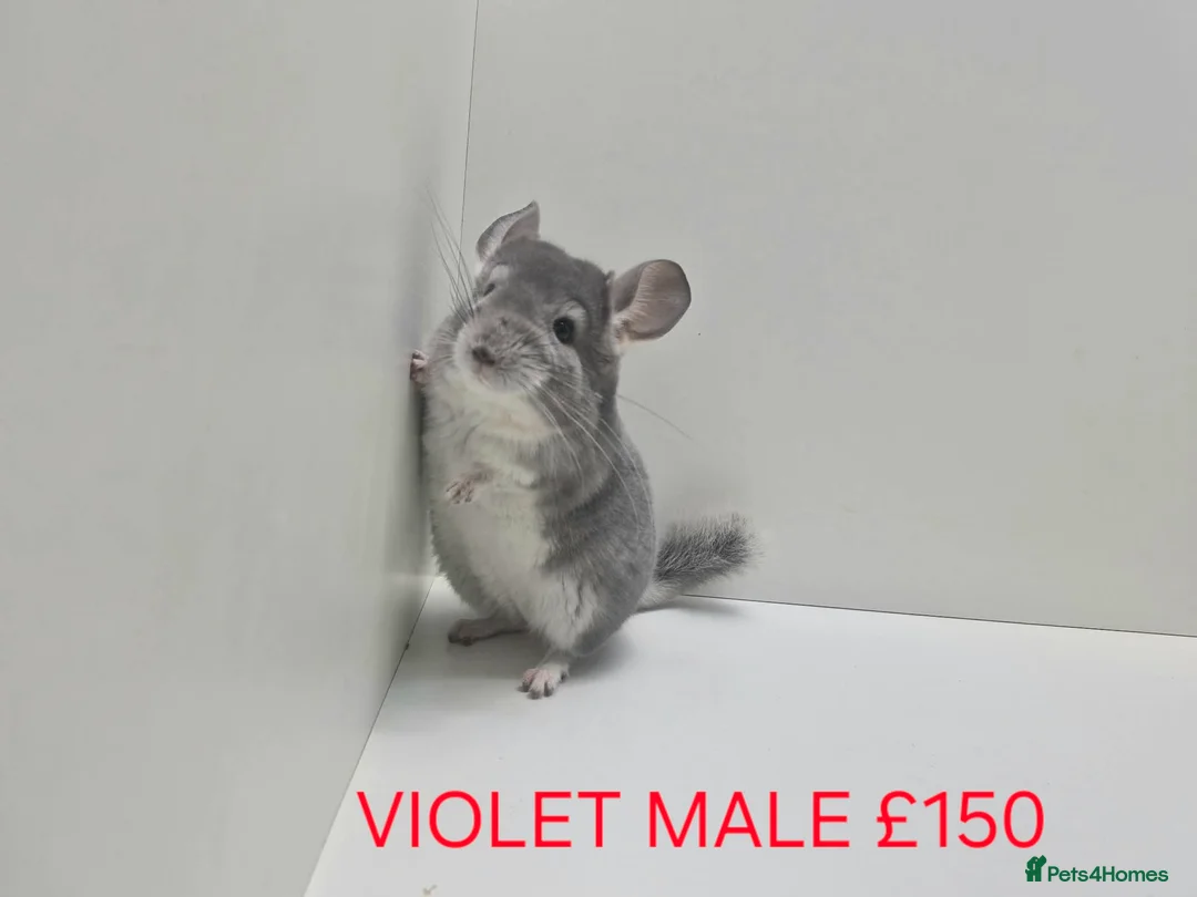 Chinchilla rodents for sale: STUNNING BABIES CHINCHILLA MIX COLOURS AND GENDER  - Advert 5