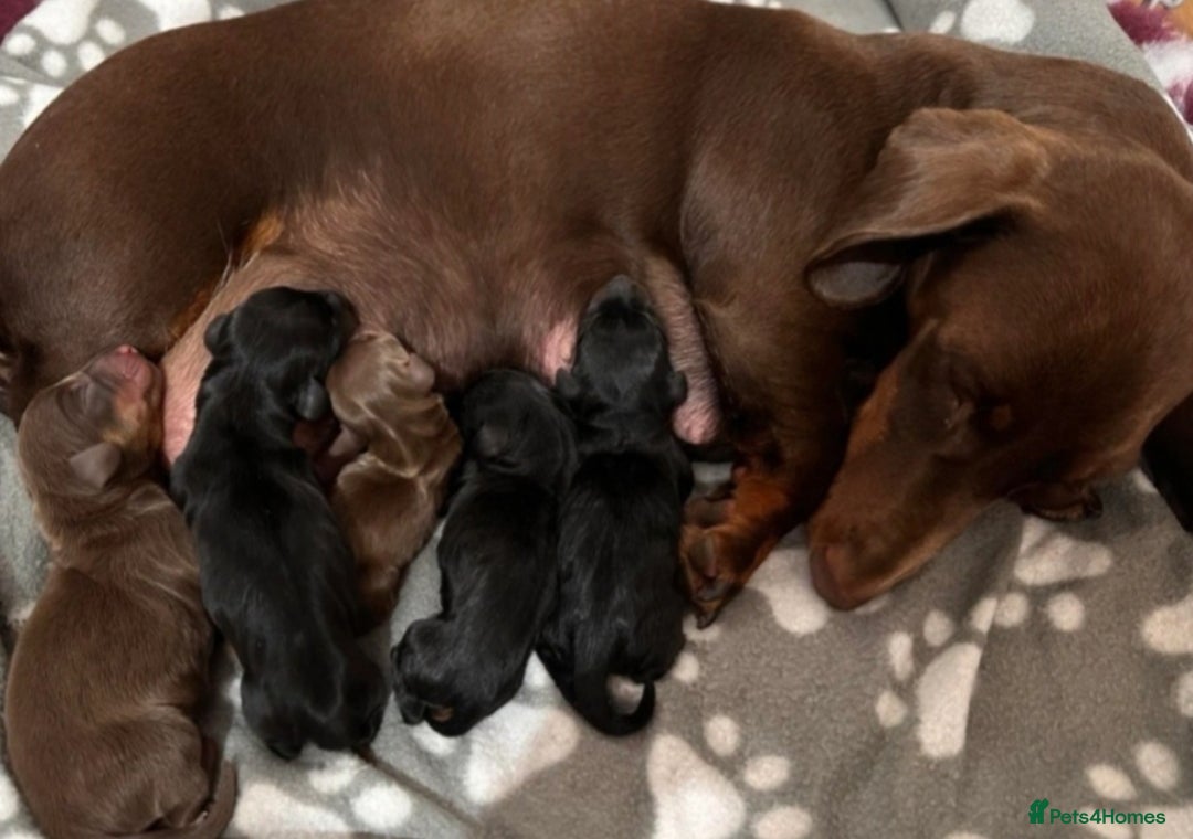 Dachshund dogs for sale: Dachshund puppies ready to leave  - Image 14