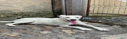 Mixed Breed dogs for adoption: 🐾❤️ROCKY – The Brave Boy Who Refused to Give Up❤️ - Advert 6