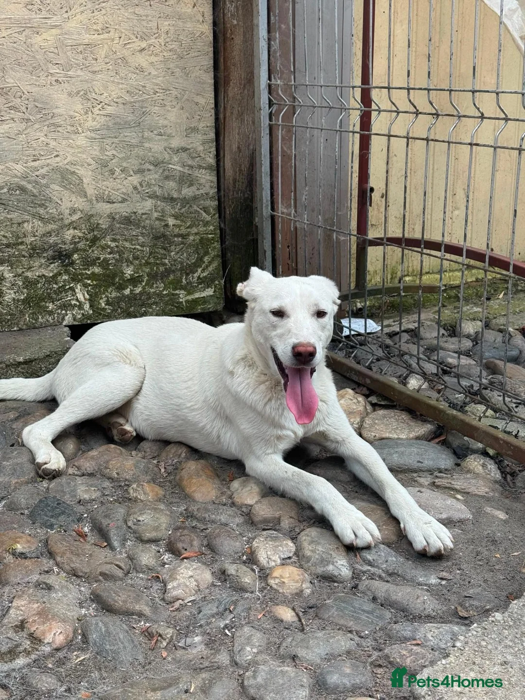 Mixed Breed dogs for adoption: 🐾❤️ROCKY – The Brave Boy Who Refused to Give Up❤️ - Advert 6