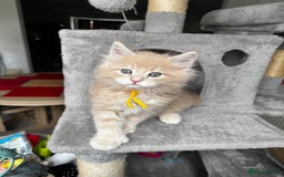 Maine Coon cats for sale: Ginger Polydactyl Main Coon kittens available - Image 5