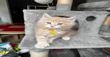 Maine Coon cats - Advert 12