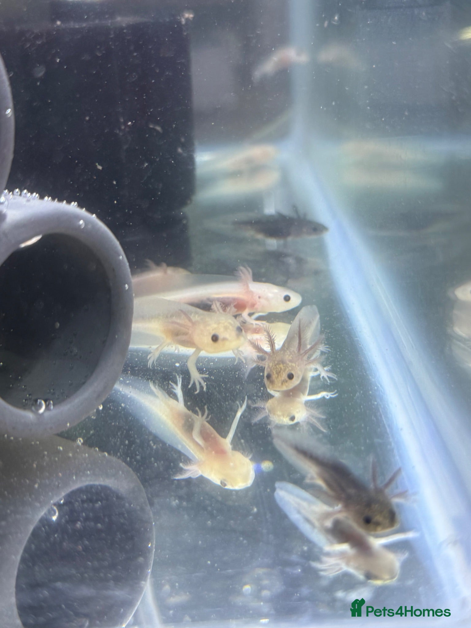 Axolotl reptiles Axolotl juveniles  - Advert 16