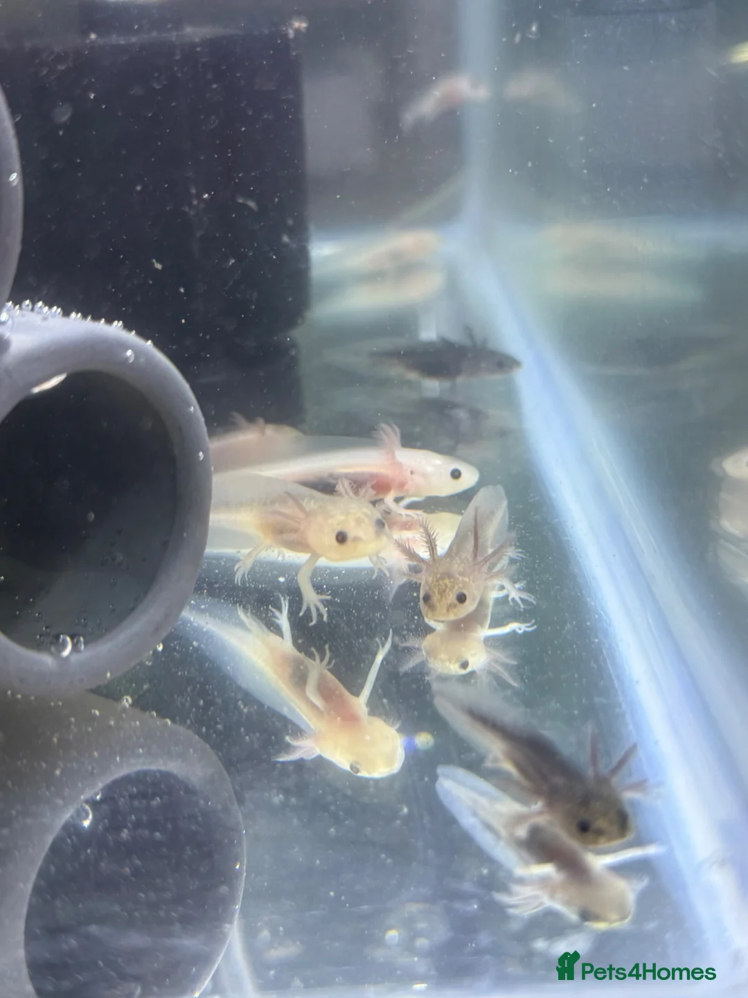 Axolotl reptiles for sale: Axolotl juveniles  - Advert 1